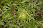 Field burweed